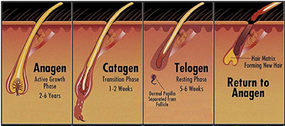 Hair Life Cycle