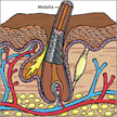 Root Structure