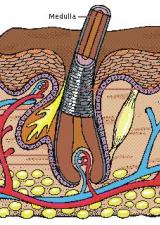 Hair Structure and Life Cycle